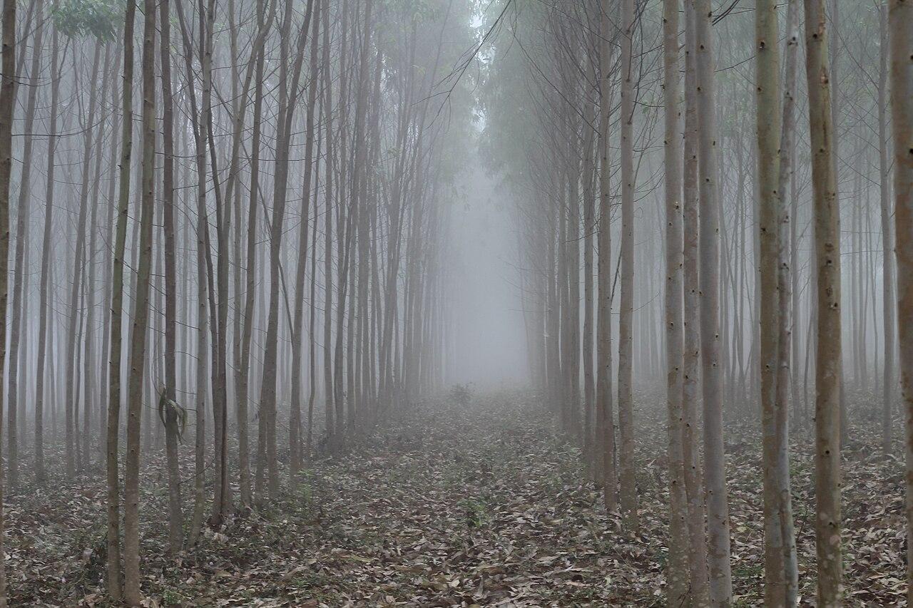 Fog drifting between silver oak trees at Lambasingi, Visakhapatnam district