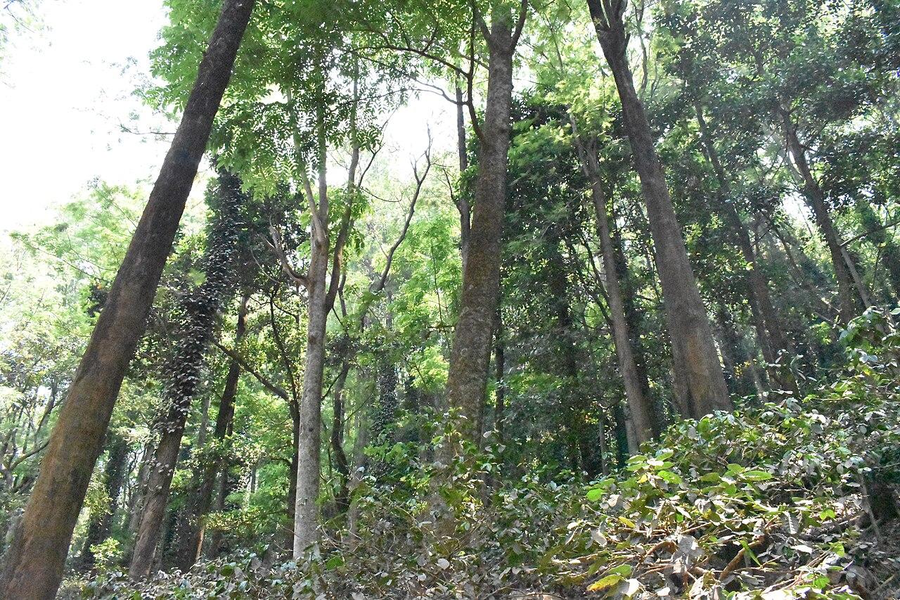 Shade-grown coffee plantation under tall trees in the Ananthagiri hills near Araku