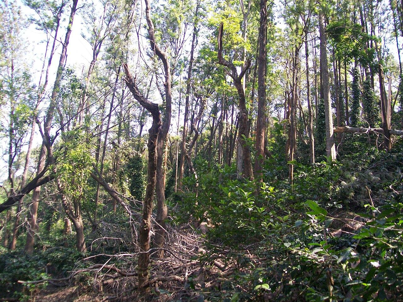 Walking trail through a coffee plantation in Araku Valley