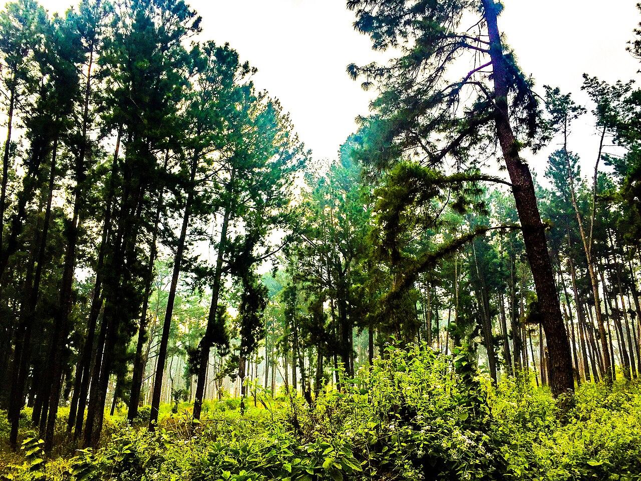 Dense forest of tall trees at Lambasingi